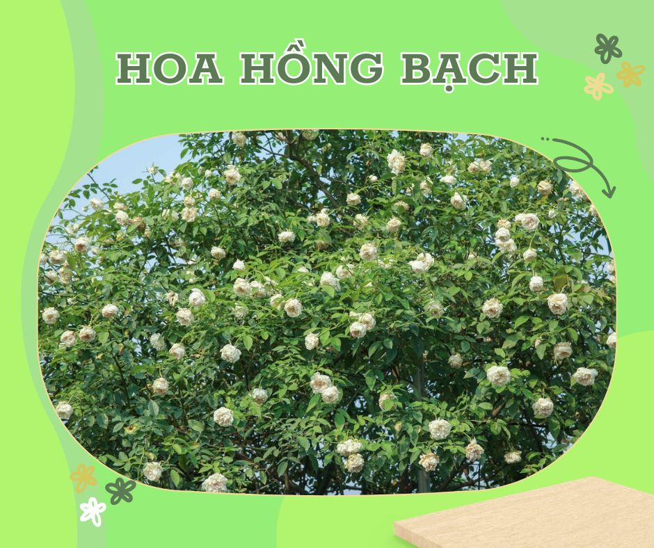 Hoa Hồng Bạch