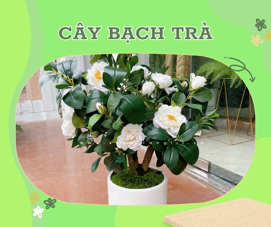 cây bạch trà